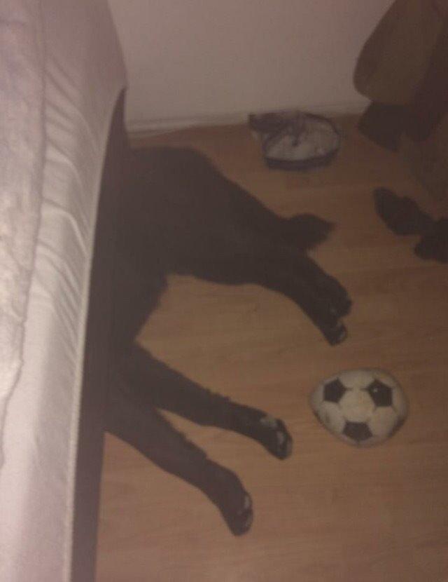 Blanding af racer Baloo billede 28