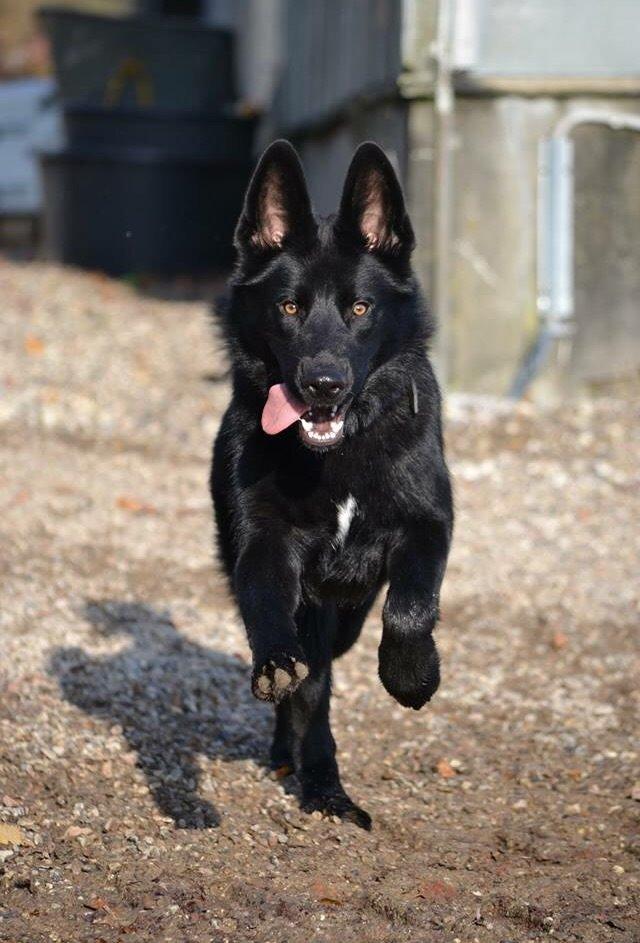 Blanding af racer Baloo billede 29