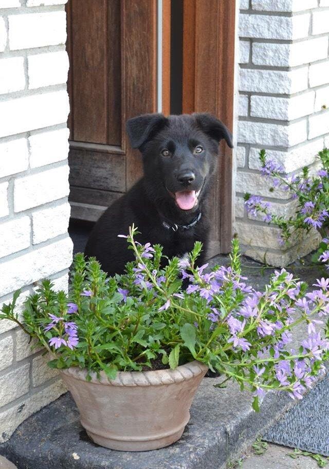 Blanding af racer Baloo billede 30