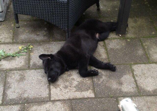 Blanding af racer Baloo billede 31