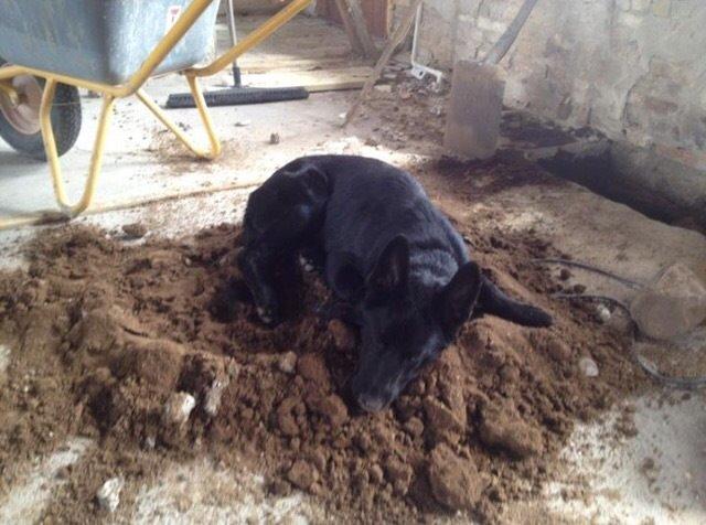 Blanding af racer Baloo billede 32