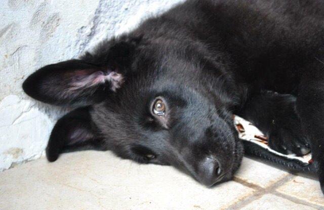 Blanding af racer Baloo billede 33