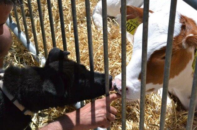 Blanding af racer Baloo billede 34