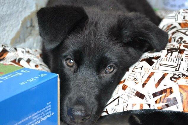 Blanding af racer Baloo billede 35