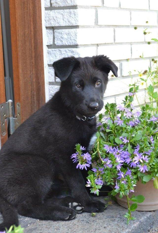 Blanding af racer Baloo billede 36