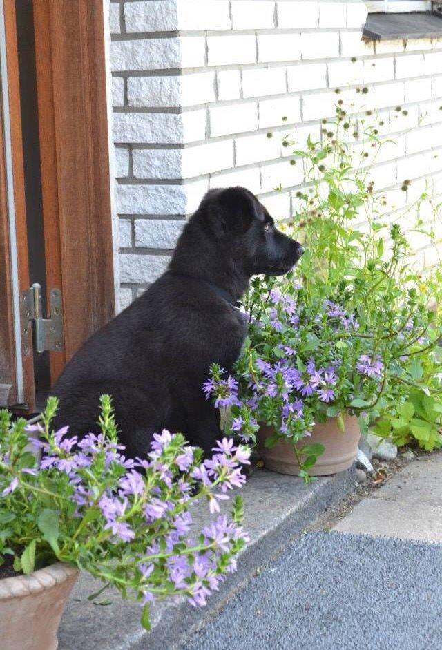 Blanding af racer Baloo billede 39