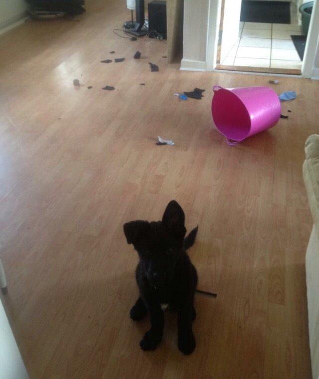 Blanding af racer Baloo billede 37