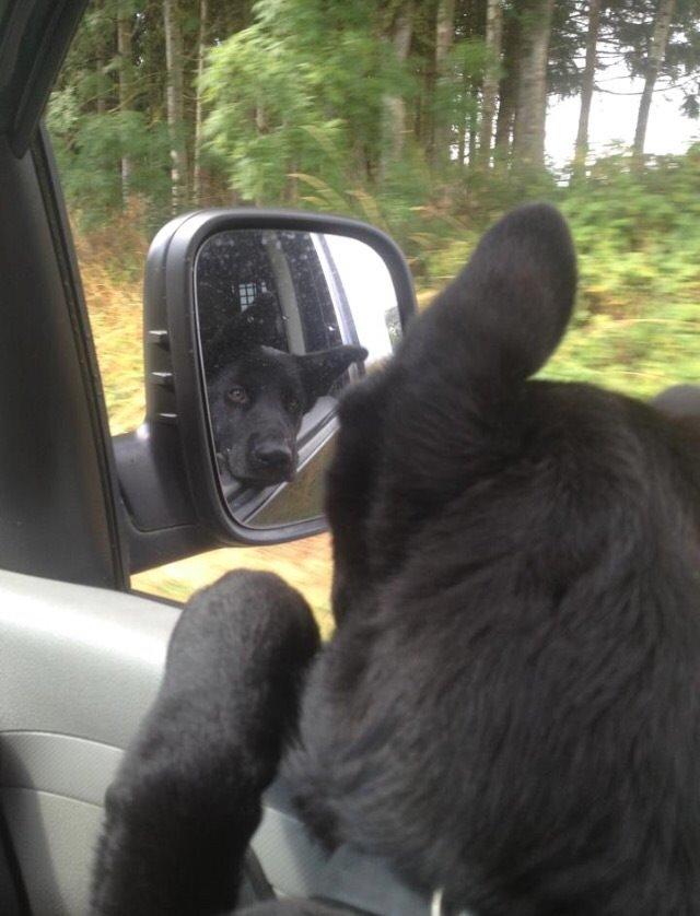 Blanding af racer Baloo billede 38