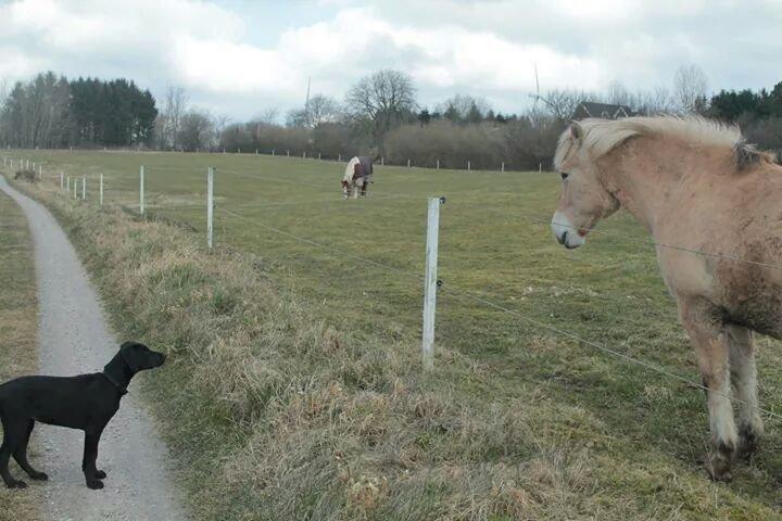 Blanding af racer Stella - Hilser på de meeeeget farlige heste!! ;) billede 3