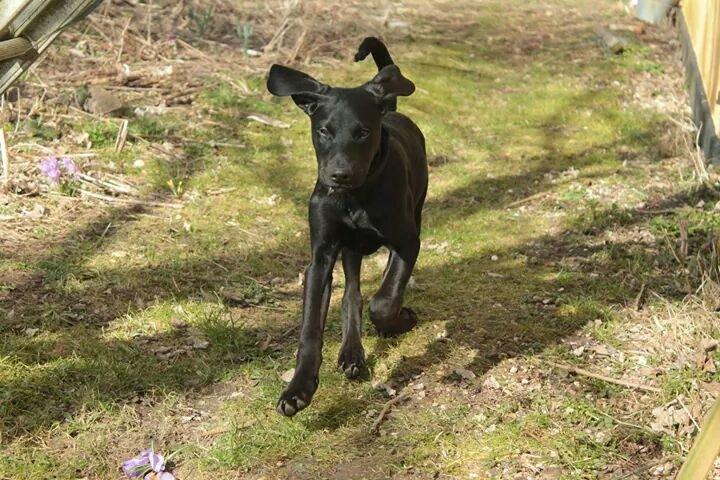 Blanding af racer Stella billede 7