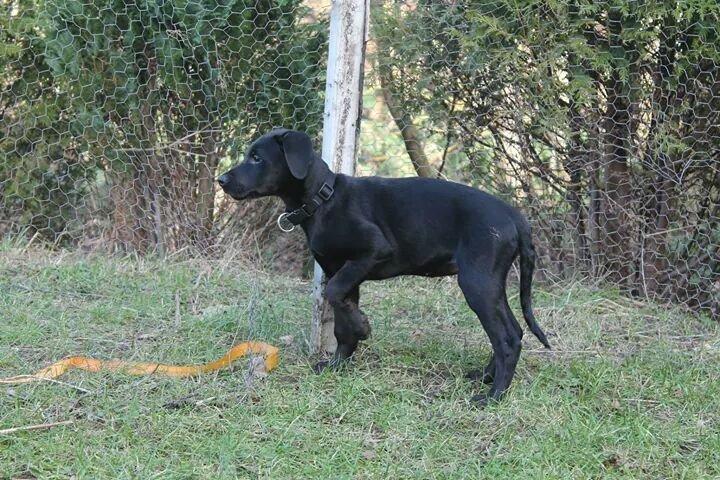 Blanding af racer Stella billede 8