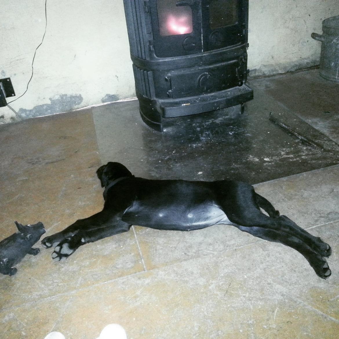 Blanding af racer Stella - Hun stemmer for a jeg skal anskaffe mig en brændeovn, det er jo læææækkert ;) billede 9