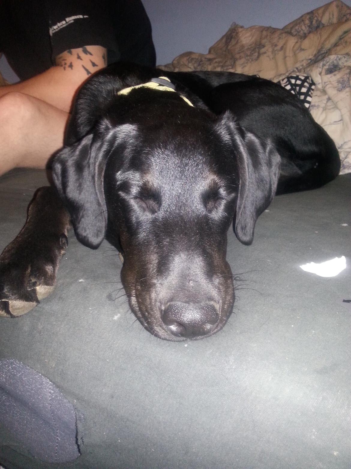 Blanding af racer Stella billede 10