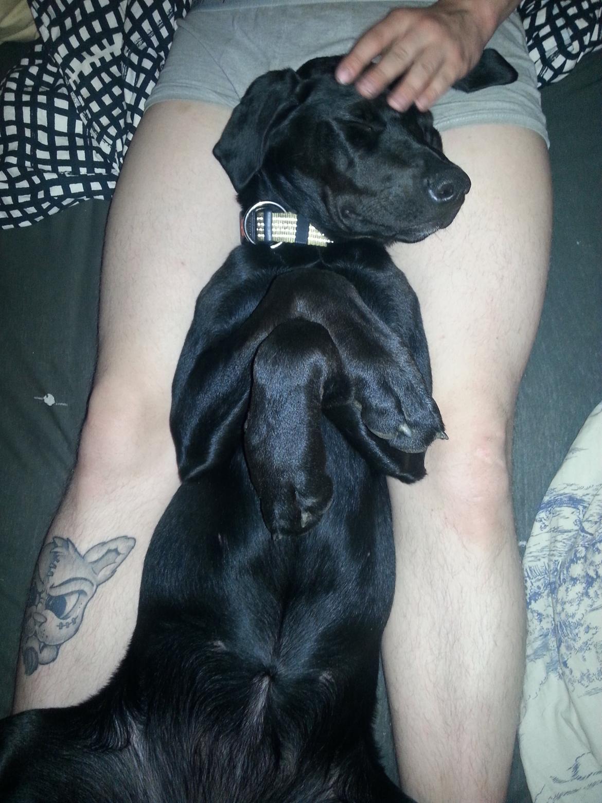 Blanding af racer Stella - Hun faldt sørme i søvn sådan! :D billede 11