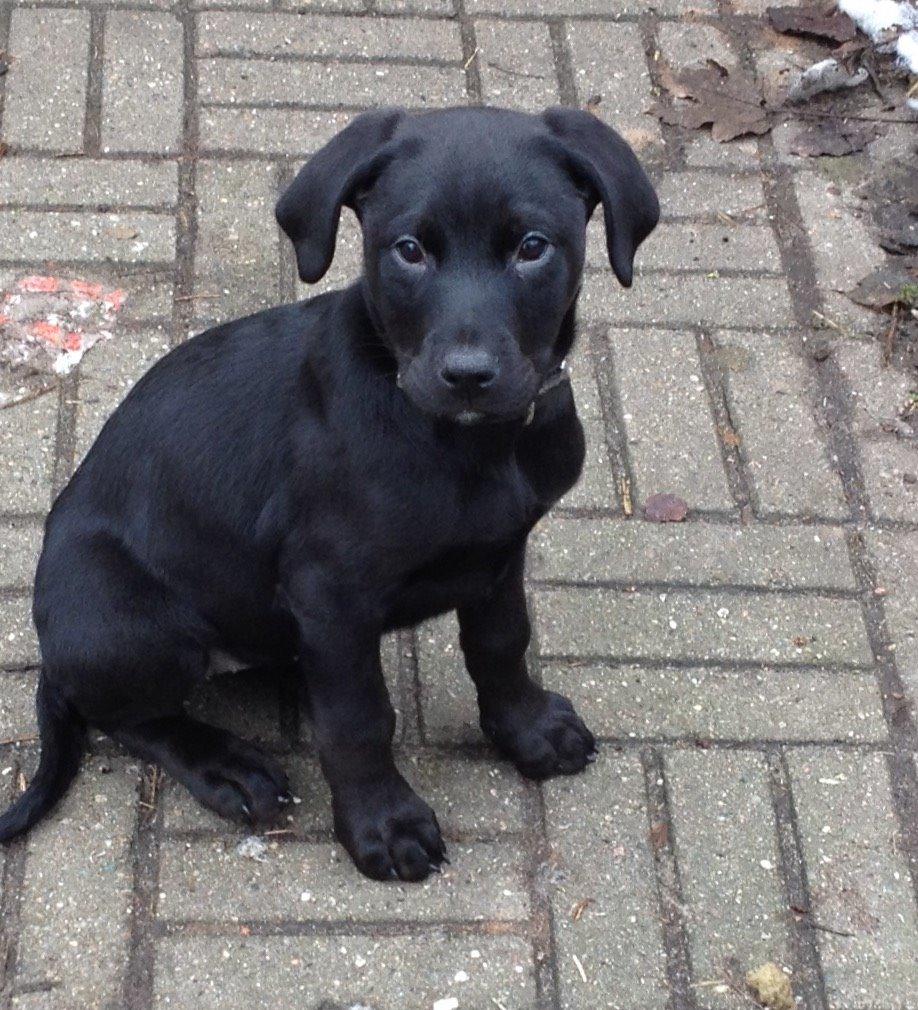 Blanding af racer Stella - Billede fra opdrætter inden jeg hentede hende :D billede 16