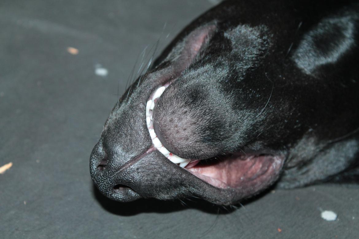 Blanding af racer Stella billede 13