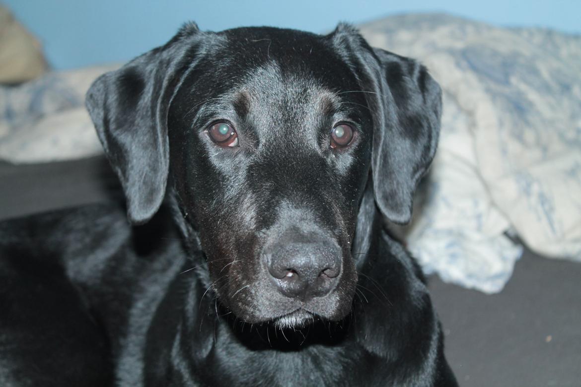 Blanding af racer Stella billede 14