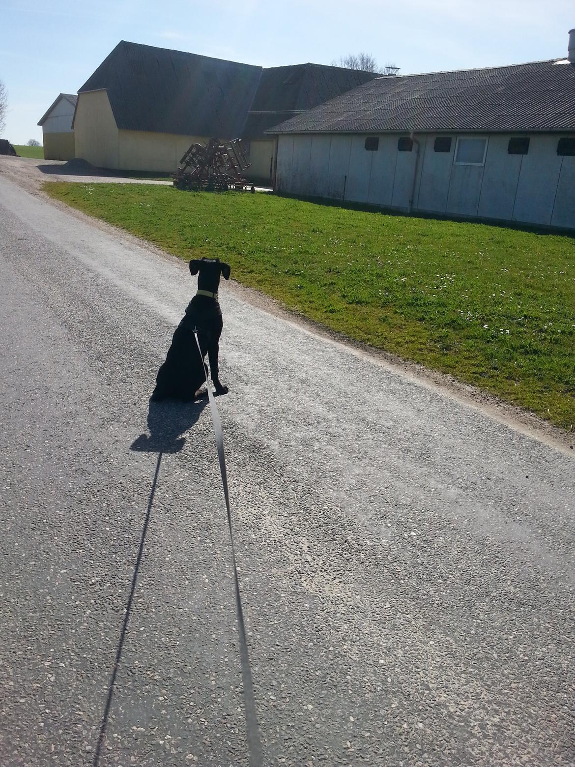 Blanding af racer Stella - Faaarlig svinestald ;) billede 15