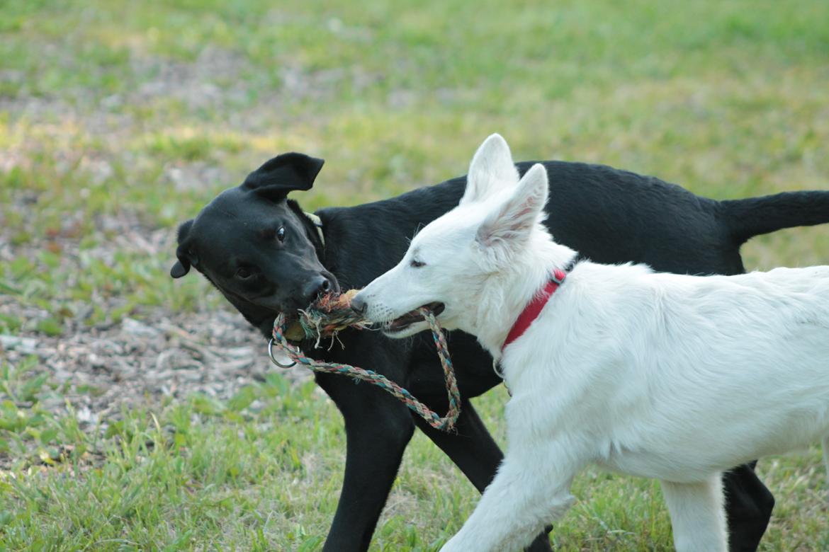 Blanding af racer Stella - Hygger i hundeskoven med hendes gode veninde Mitzi! ;) billede 17