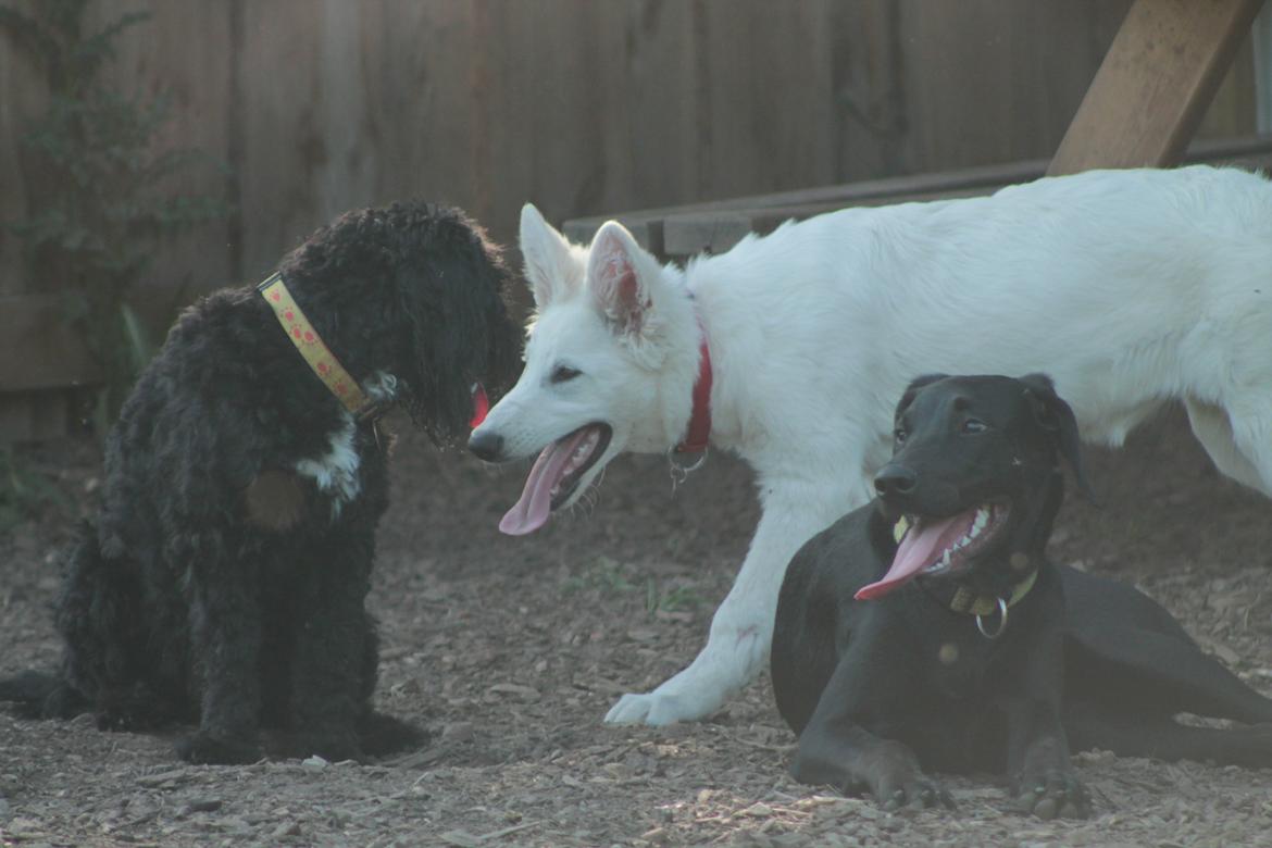 Blanding af racer Stella - Bobby, Mitzi og Stella ;) billede 18