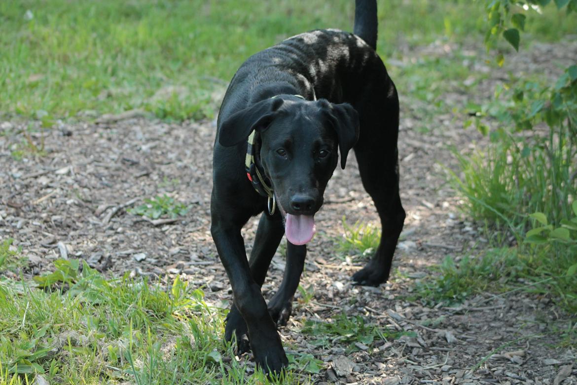 Blanding af racer Stella billede 1