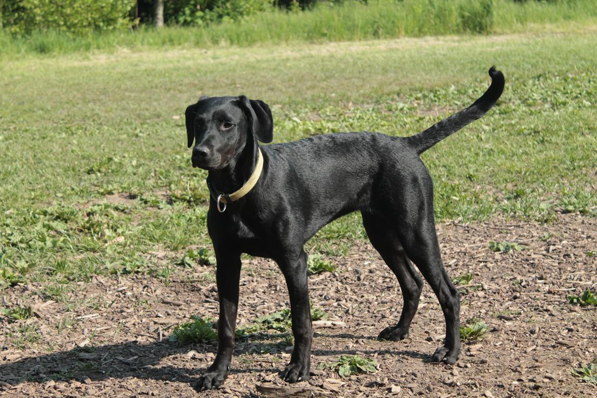 Blanding af racer Stella billede 19