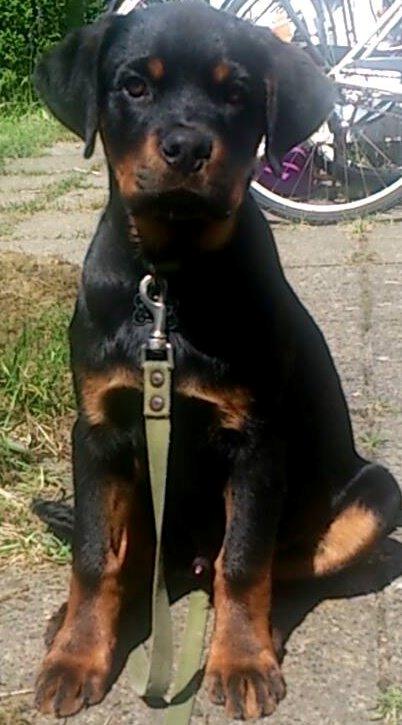 Rottweiler Hedegårds Xander billede 13