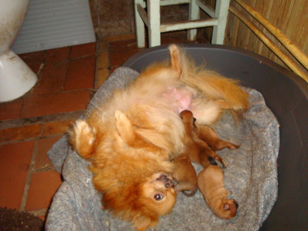 Pomeranian Ane`s Blondie billede 4