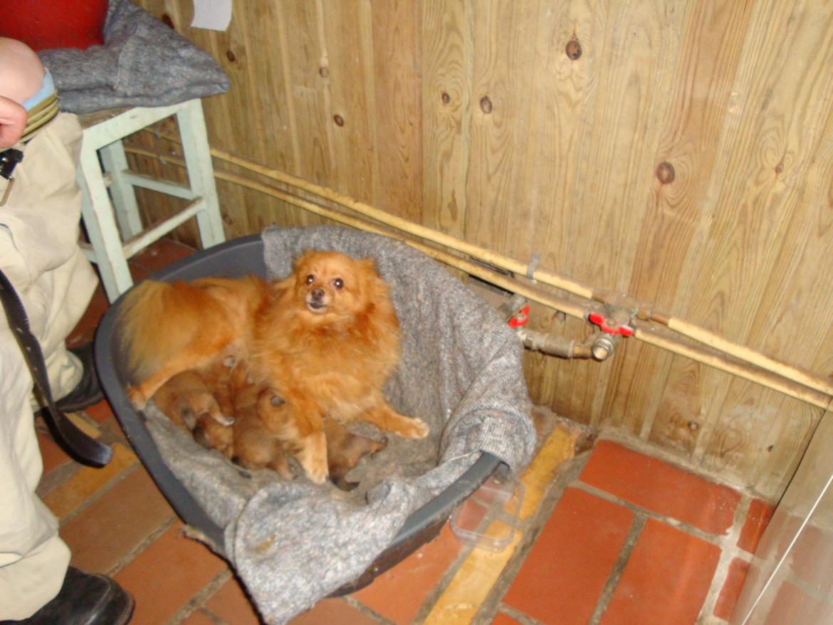 Pomeranian Ane`s Blondie billede 5