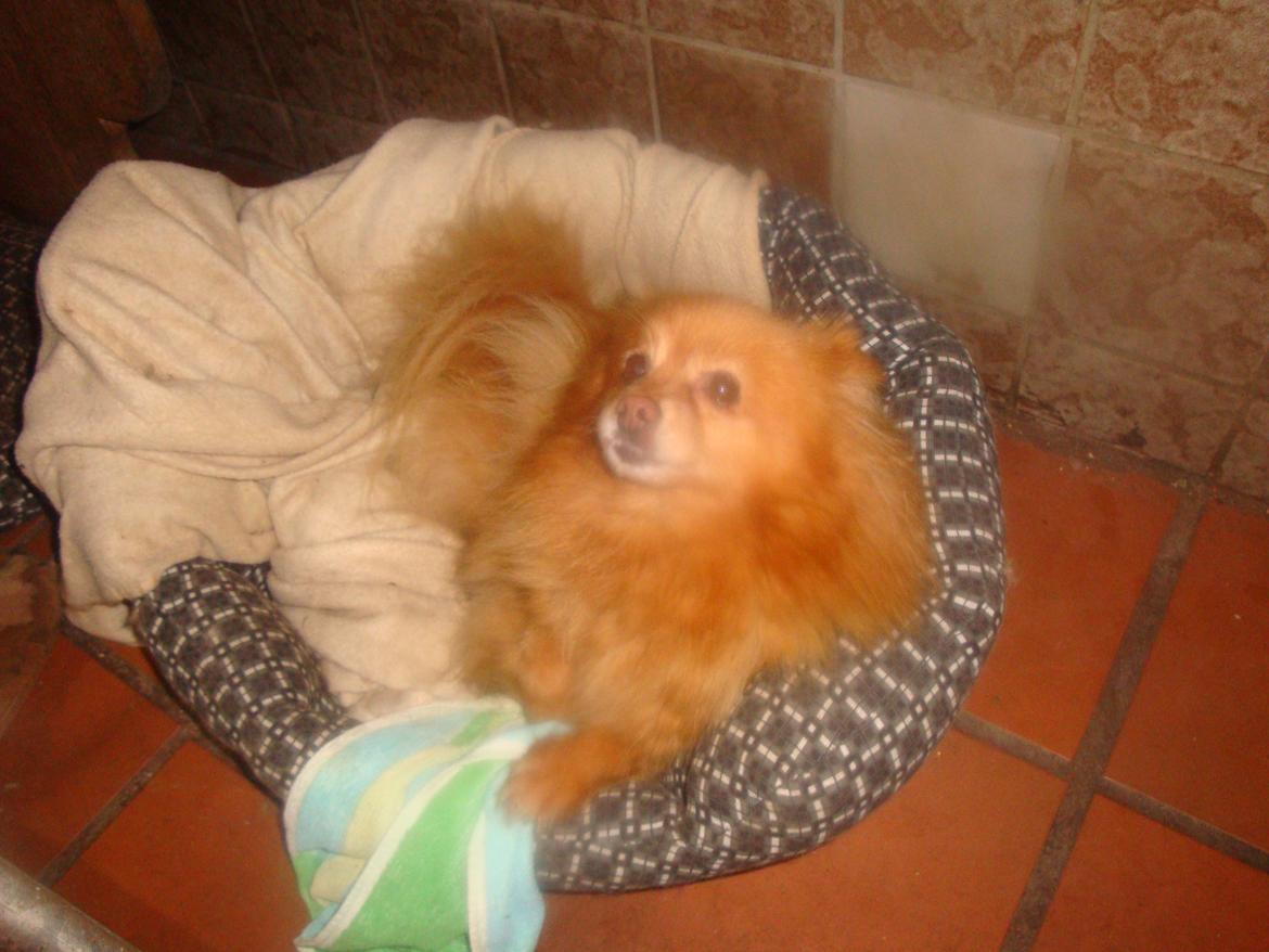 Pomeranian Ane`s Blondie billede 6