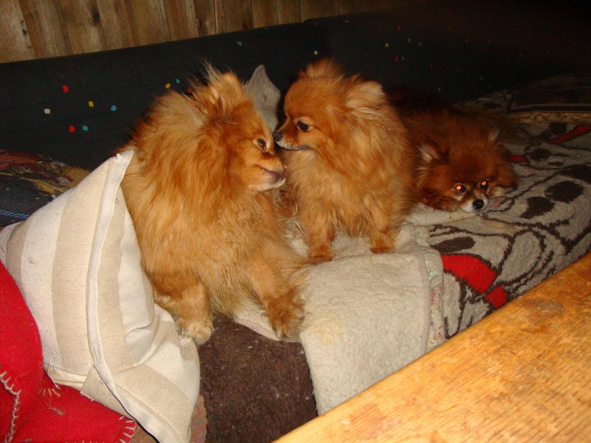 Pomeranian Ane`s Blondie billede 1