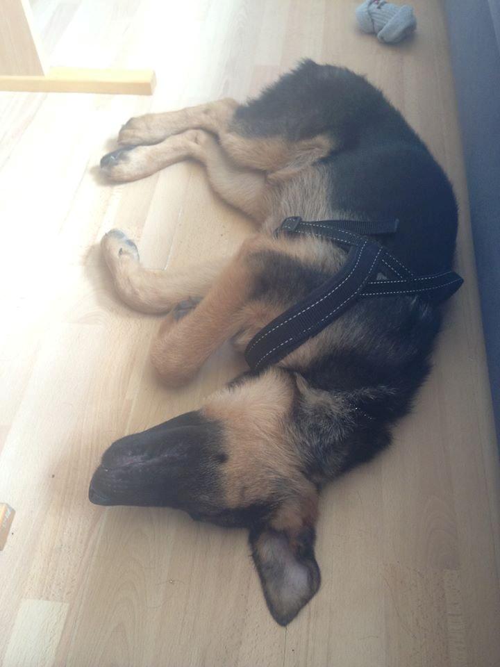 Schæferhund Rapi Enosch (Odin) billede 11