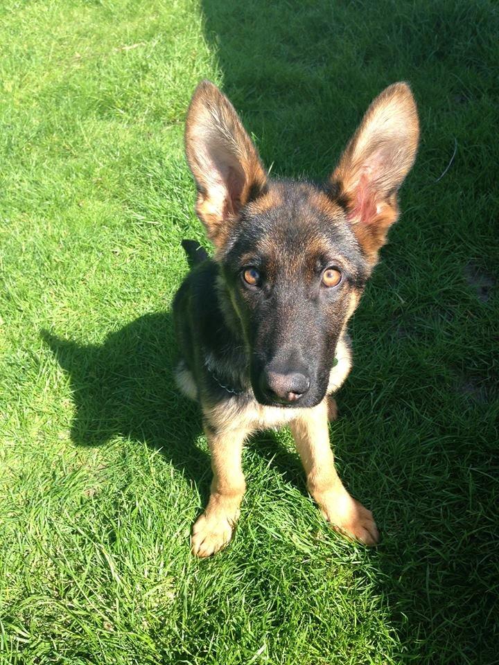 Schæferhund Rapi Enosch (Odin) billede 10