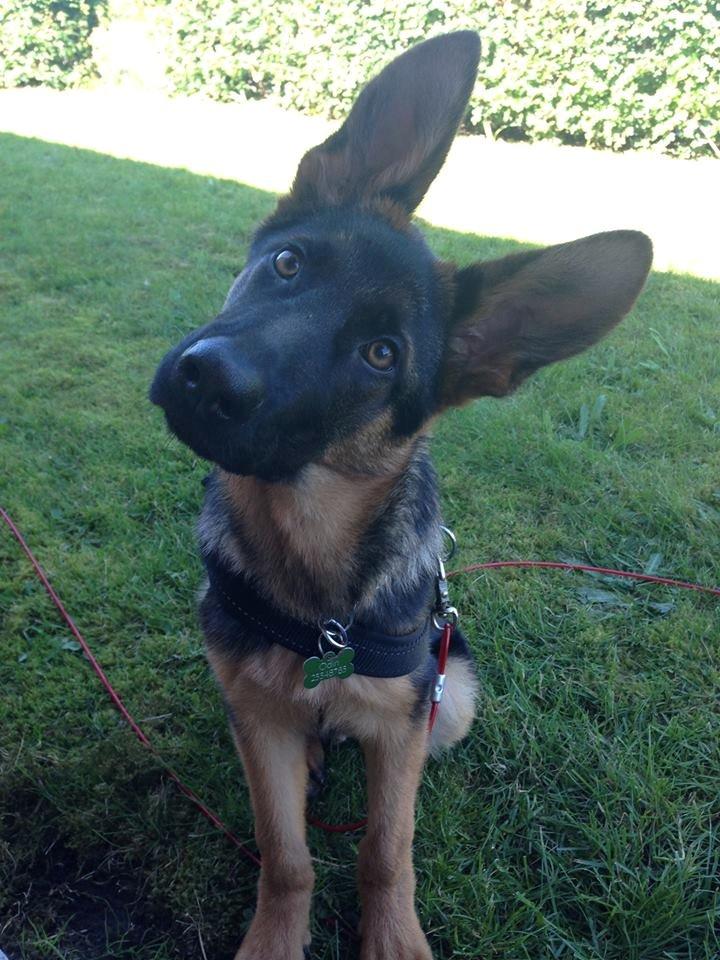 Schæferhund Rapi Enosch (Odin) - Rapi Enosch - 5,5 mdr - 15,1 kg billede 13