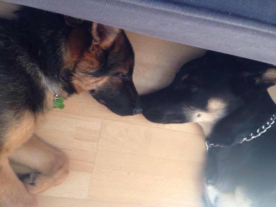 Schæferhund Rapi Enosch (Odin) billede 12