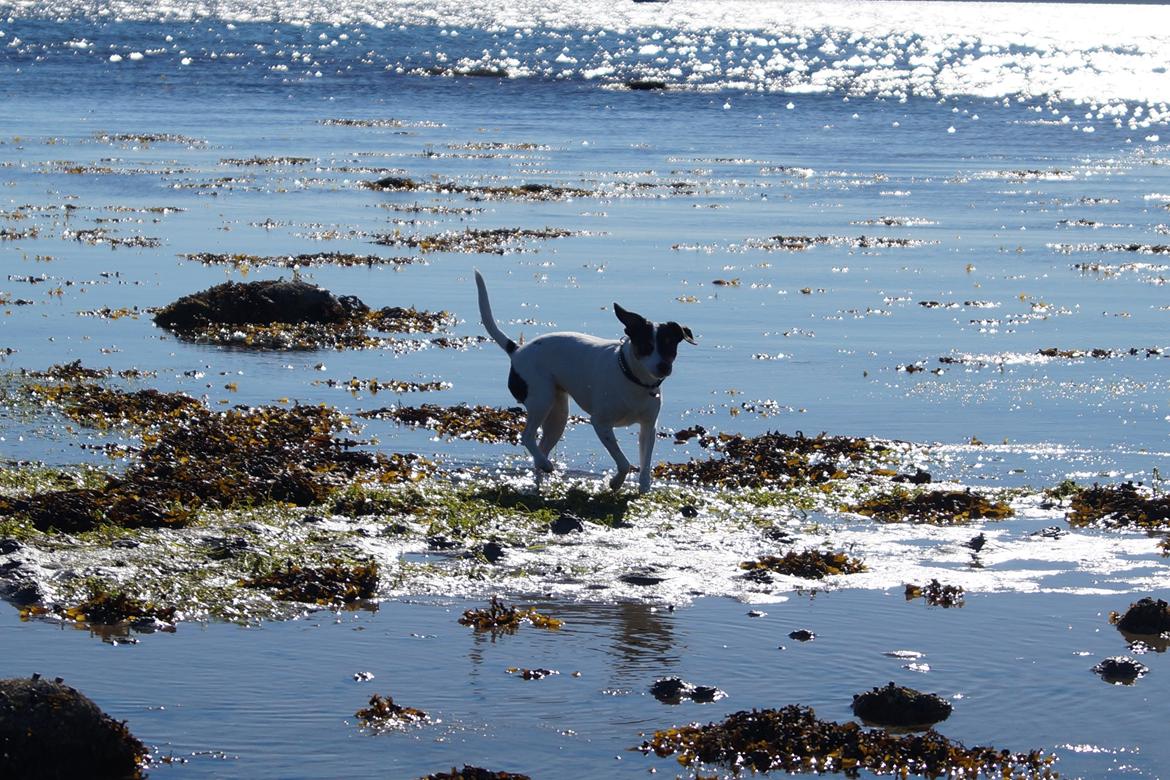 Dansk svensk gaardhund Bertha billede 4