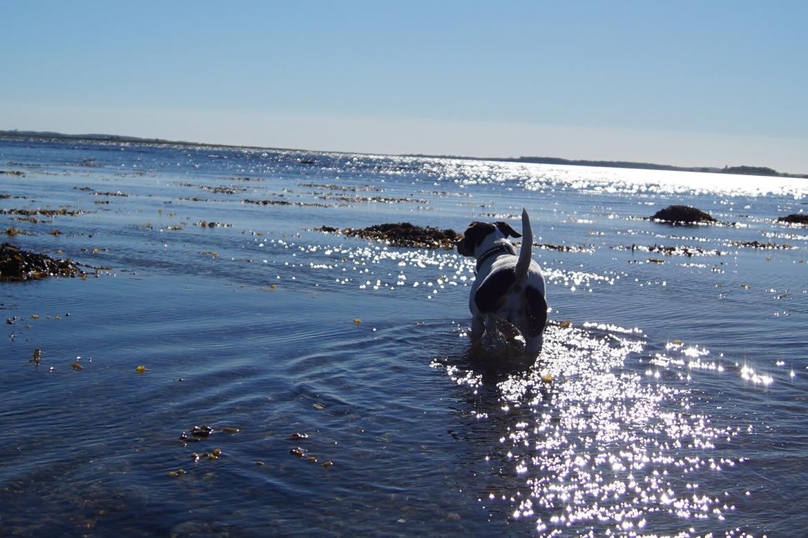 Dansk svensk gaardhund Bertha billede 3