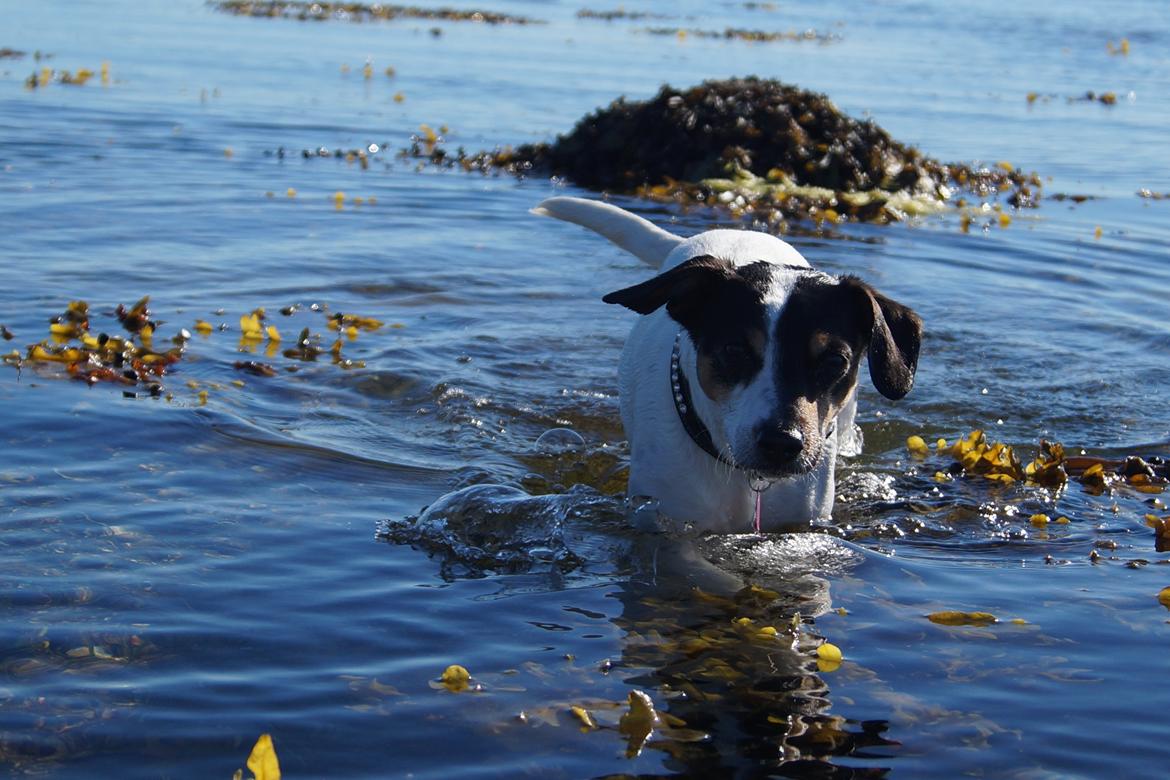 Dansk svensk gaardhund Bertha billede 1