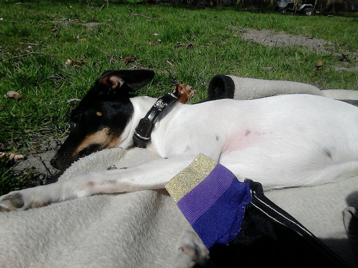 Dansk svensk gaardhund sussi billede 1