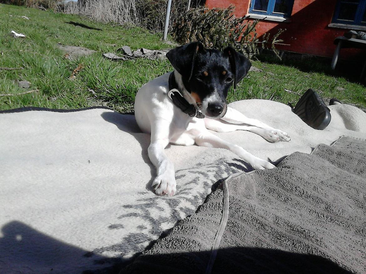 Dansk svensk gaardhund sussi billede 3