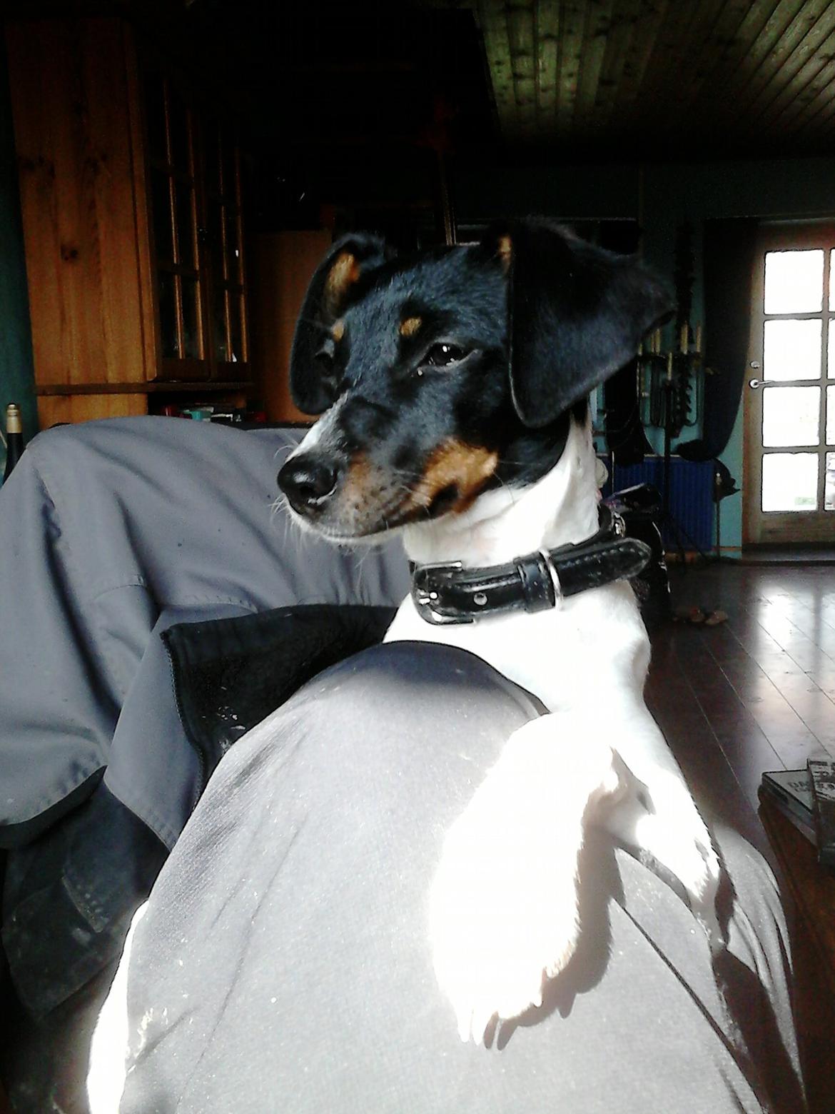 Dansk svensk gaardhund sussi billede 4