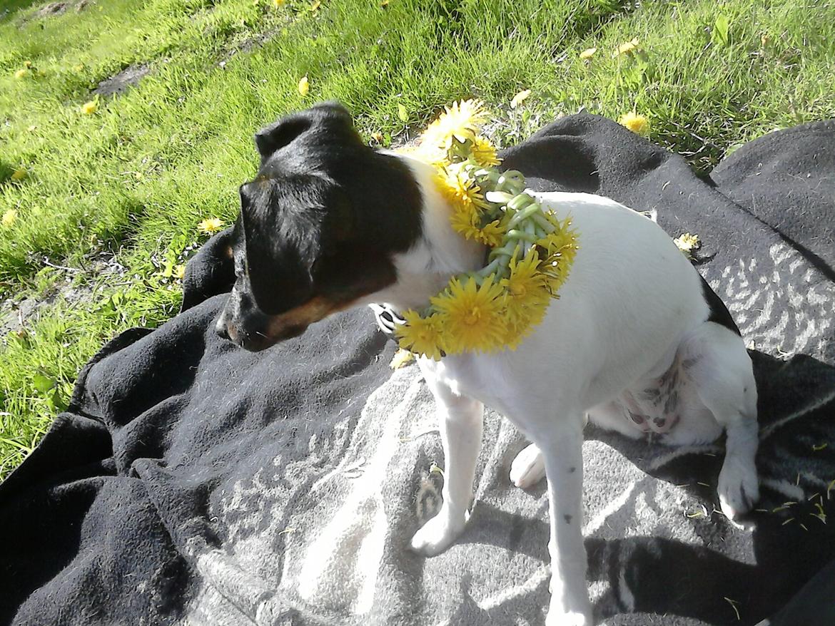 Dansk svensk gaardhund sussi billede 5