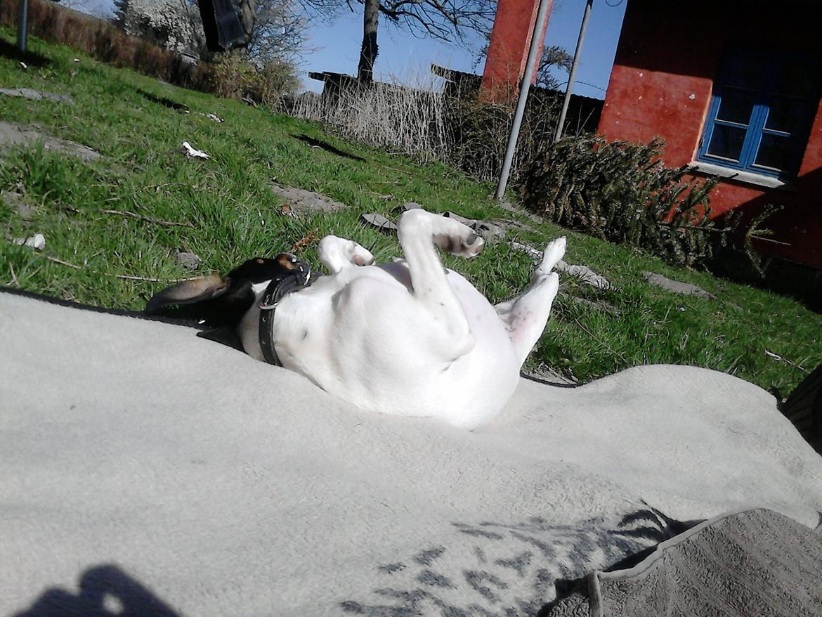 Dansk svensk gaardhund sussi billede 2