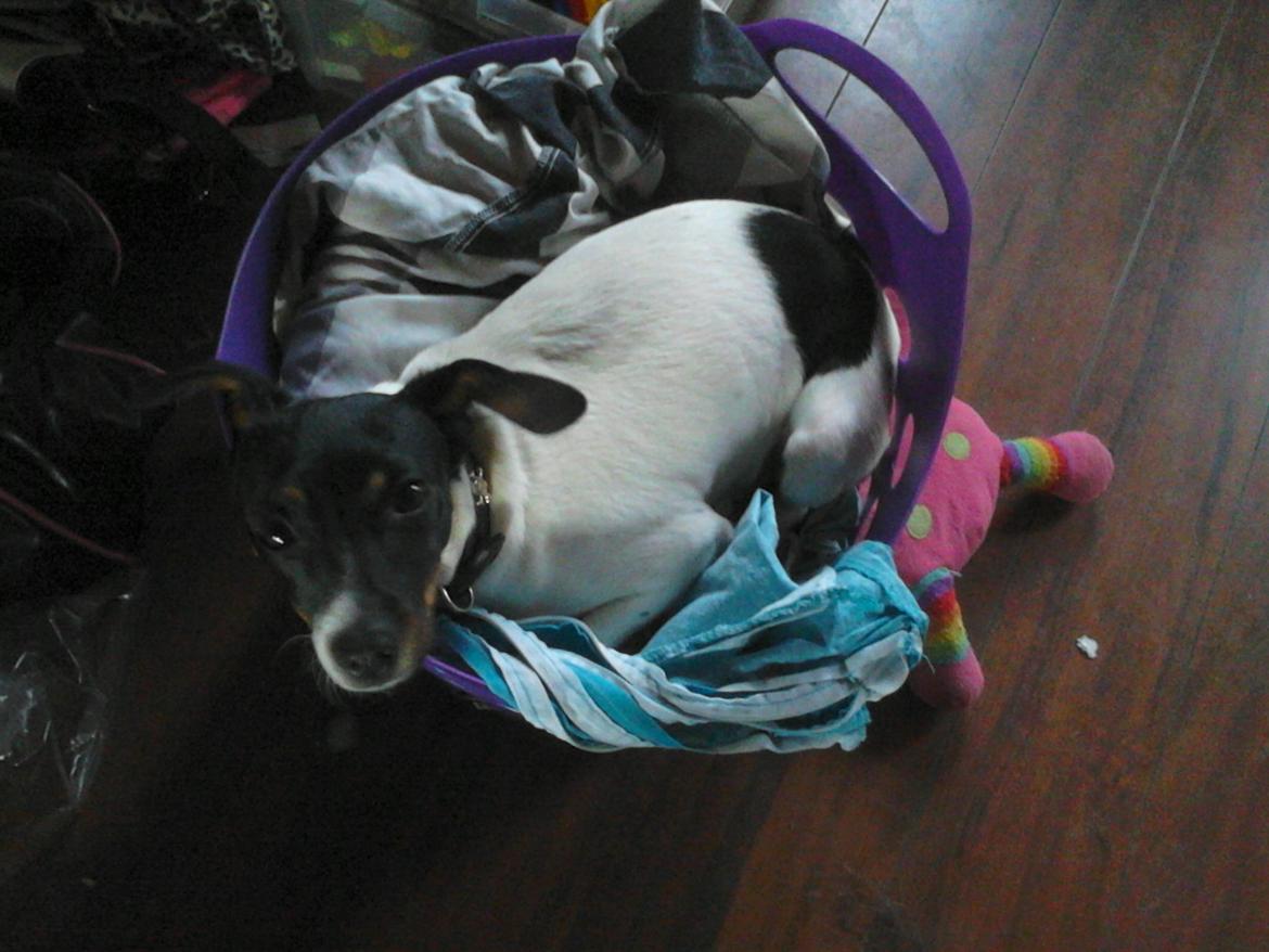 Dansk svensk gaardhund sussi billede 6