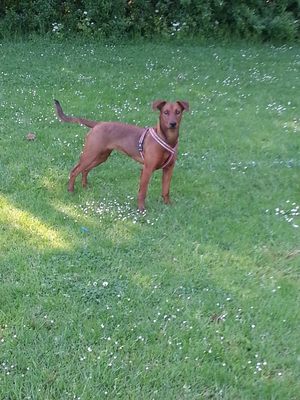 Tysk pinscher Tessa billede 8