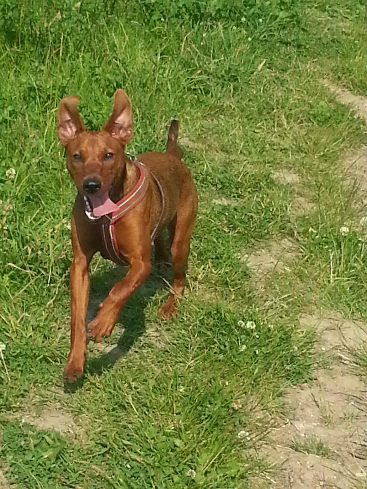 Tysk pinscher Tessa billede 9