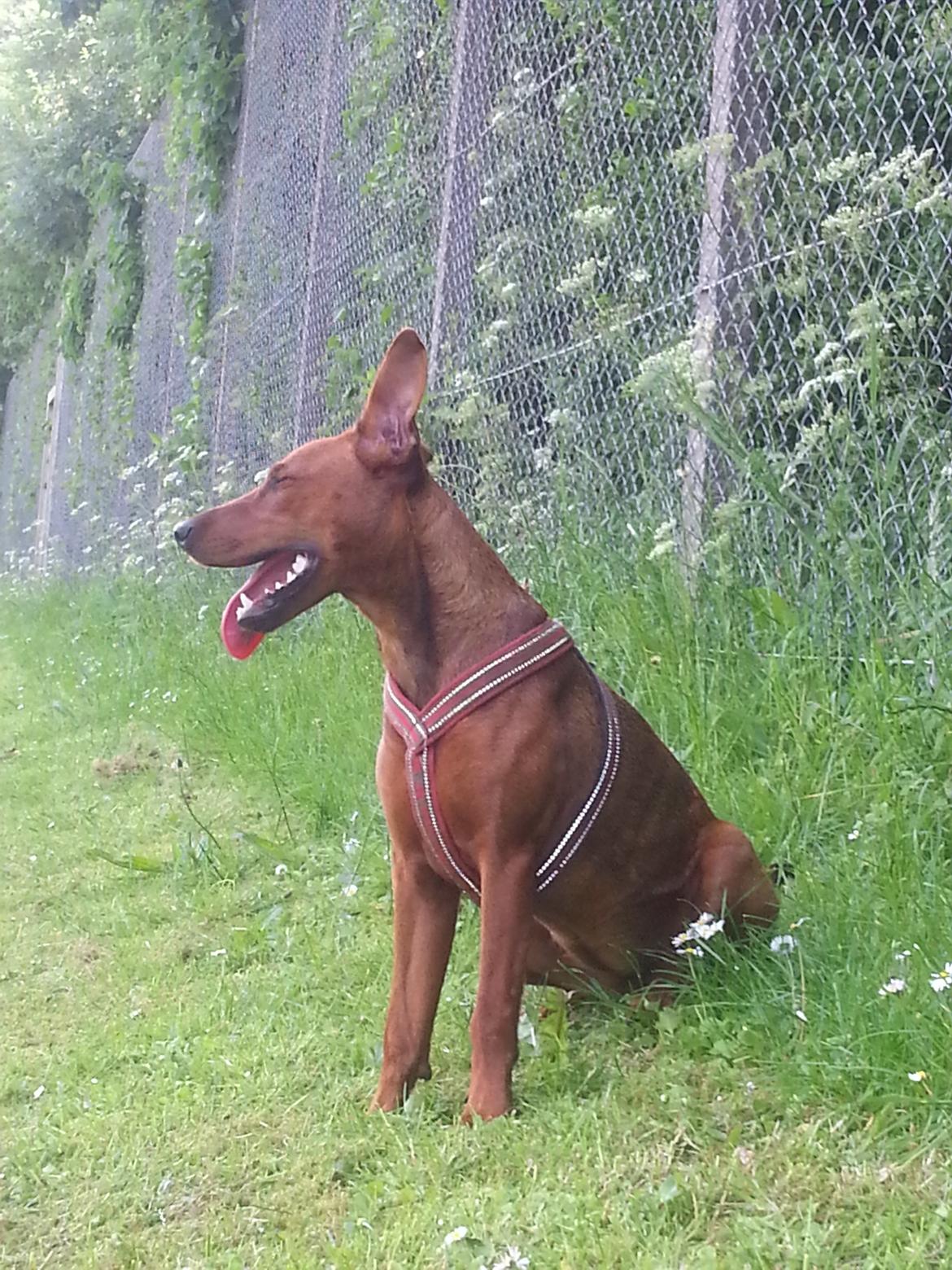 Tysk pinscher Tessa billede 10