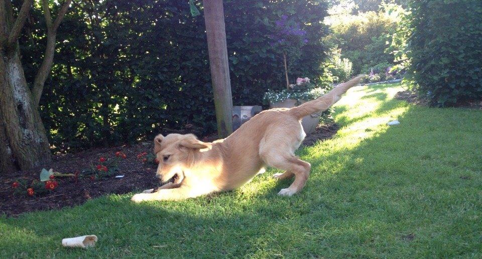 Golden retriever Carlo - Årh han er så sød - Carlo 19 uger billede 16