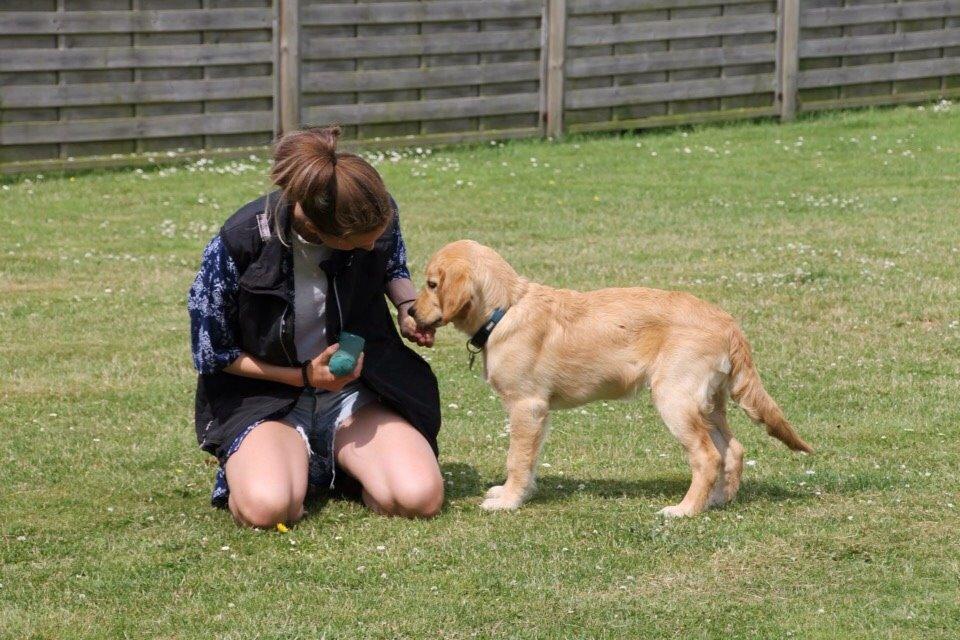 Golden retriever Carlo - Lidt træning til kuldtræf d. 4.7.15 Carlo er her 19 uger :) billede 14