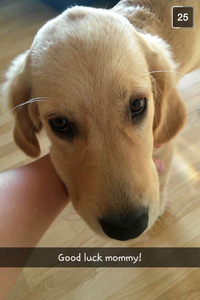 Golden retriever Carlo - Godt jeg har backup til eksamen! - Carlo 18 uger billede 17